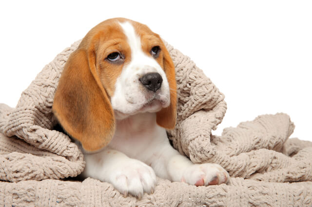 【獣医師監修】犬の嘔吐とは？原因から治療、考えられる病気を解説！-サムネイル画像